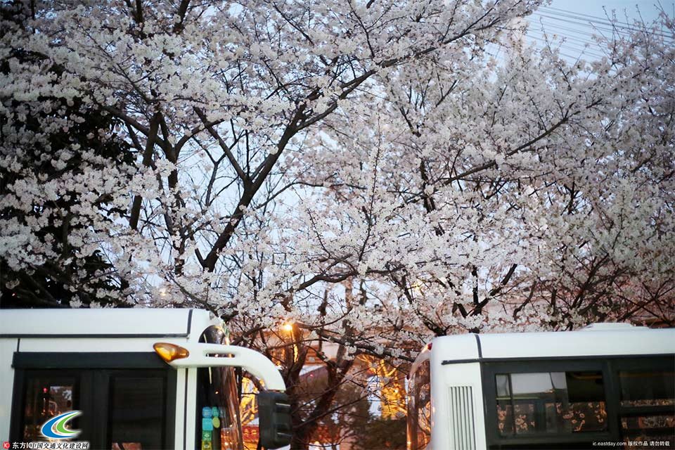 上海最美公交车站迎来樱花季 成文艺青年打卡圣地 1