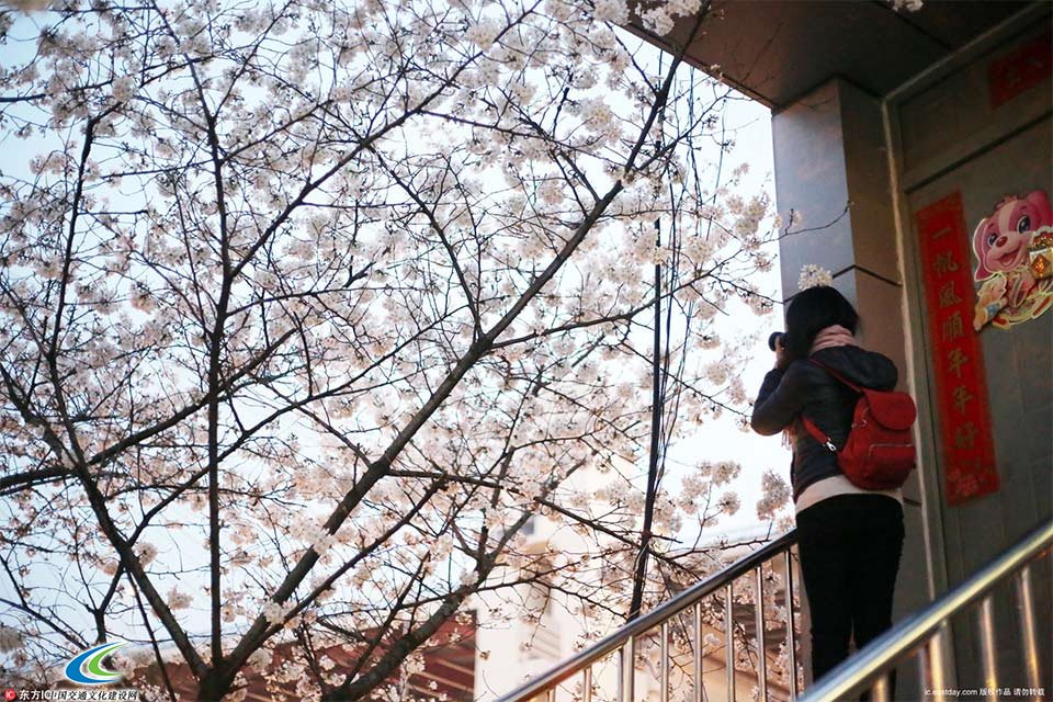 上海最美公交车站迎来樱花季 成文艺青年打卡圣地 2
